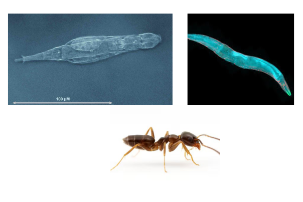 Rotifère, ver nematode C;elegans et forumi rousse