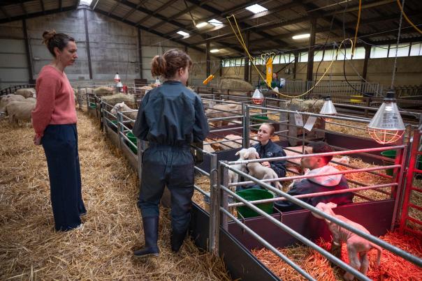 Stage vétérinaire à Haugimont