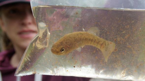 Rivulus des mangroves