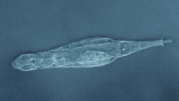 Rotifer