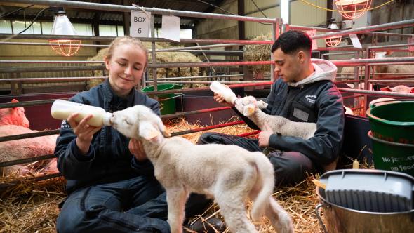 Soins des brebis par des étudiants en médecine vétérinaire