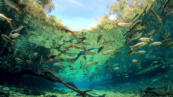 Poissons dans la rivière