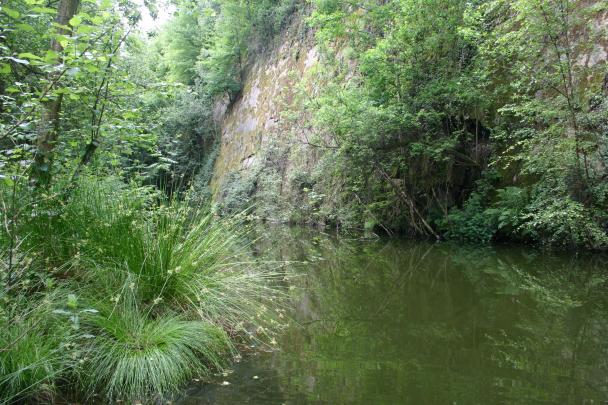 Haugimont - Forêt (c) Daniel Steenhaut