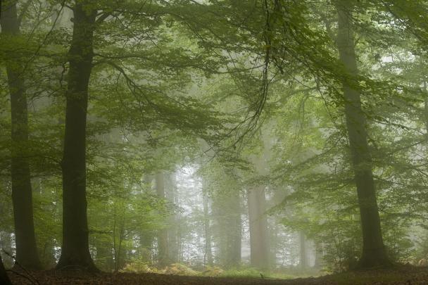 Haugimont - Forêt (c) Daniel Steenhaut