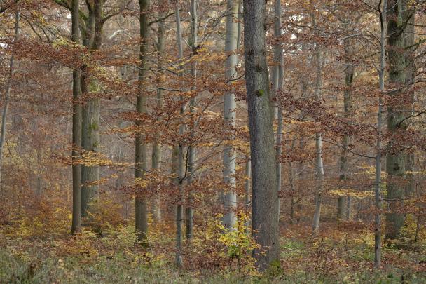 Haugimont - Forêt (c) Daniel Steenhaut