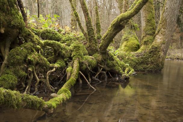 Haugimont - Forêt (c) Daniel Steenhaut