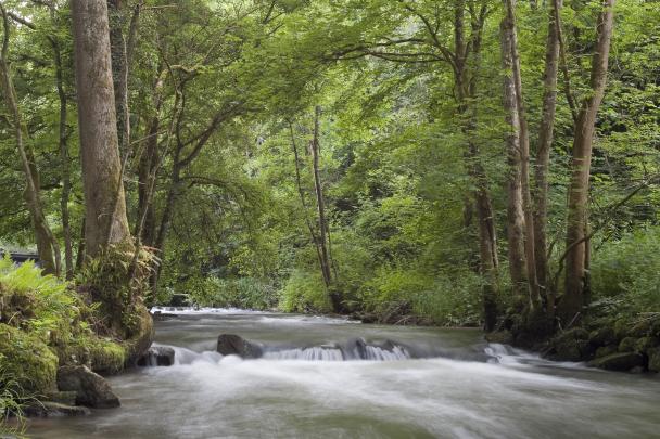Haugimont - Forêt (c) Daniel Steenhaut