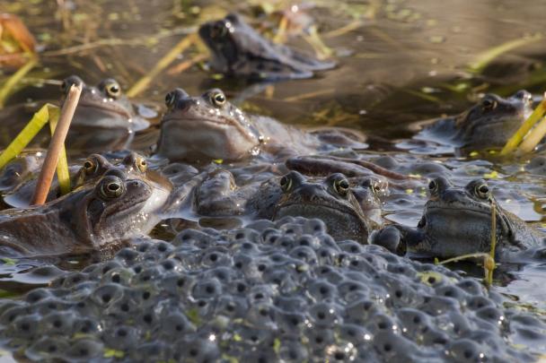Haugimont - Batraciens (c) Daniel Steenhaut