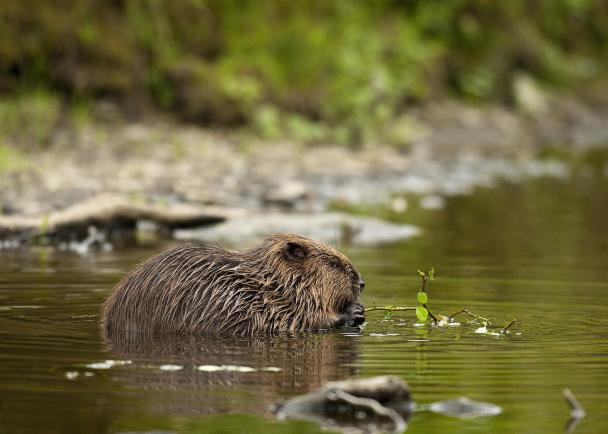 Haugimont - Rivière et castor (c) Daniel Steenhaut
