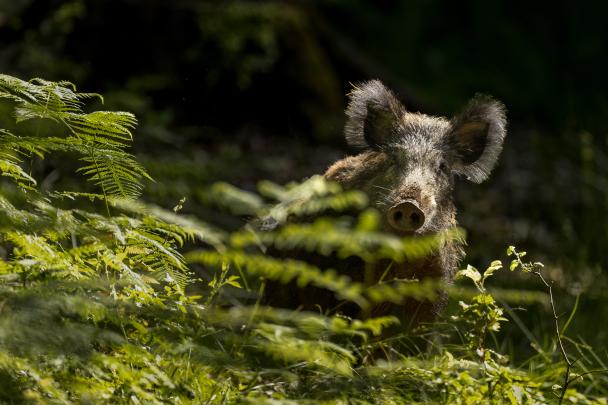 Haugimont - Sanglier (c) Daniel Steenhaut