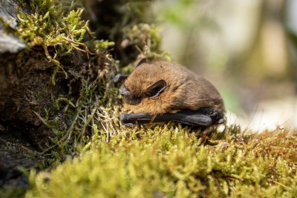 Haugimont - Chauve-souris (c) Daniel Steenhaut