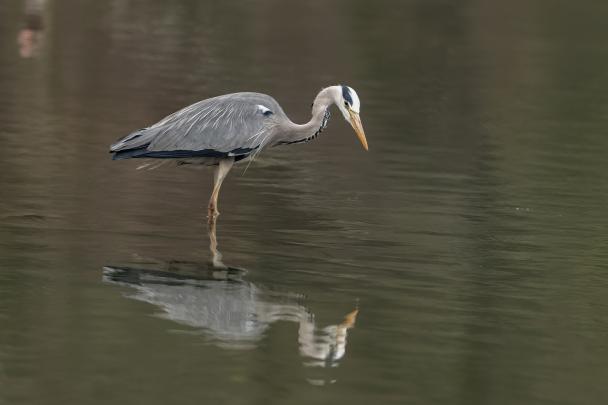Haugimont - Héron (c) Daniel Steenhaut