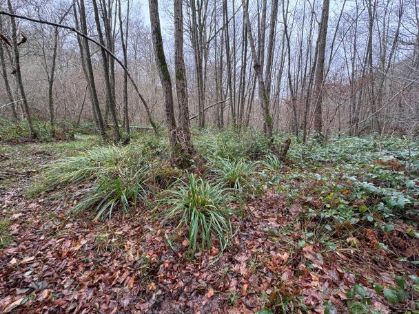 Haugimont - Forêt (c) Daniel Steenhaut
