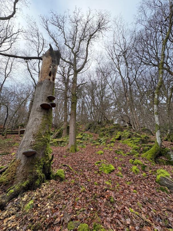 Haugimont - Forêt (c) Daniel Steenhaut