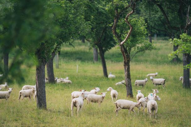 Haugimont - Verger (c) Thomas Meunier