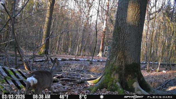 Biche observée via camera 4G alimentée par l'énergie solaire