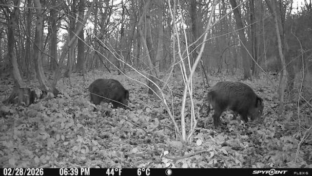 Des sangliers observés de nuit via camera 4G alimentée par l'énergie solaire