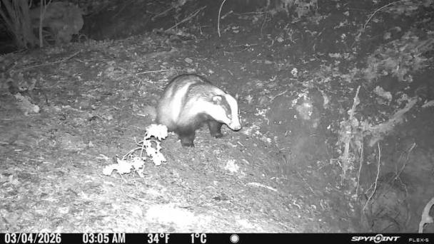 Blaireau observé de nuit via camera 4G alimentée par l'énergie solaire