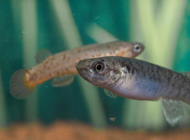 The mangrove rivulus hermaphrodite (foreground) and male (background)