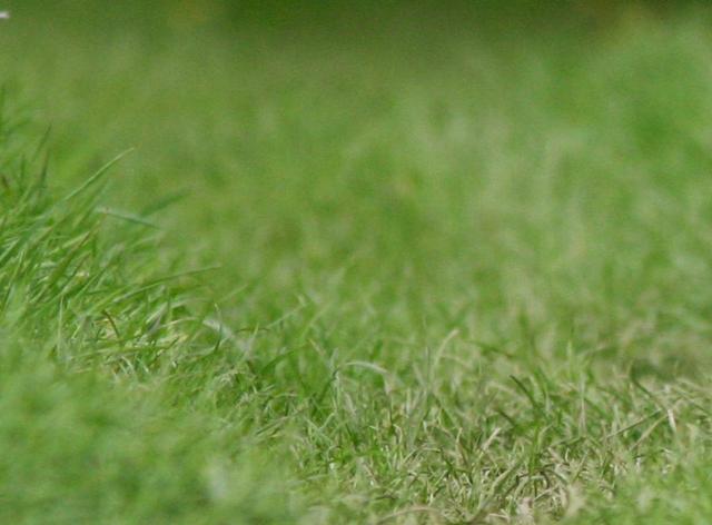 Belette Balzat au Domaine d'Haugimont (c) Daniel Steenhaut