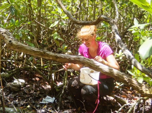 Researcher searching for rivulus in the mangroves on Long Caye, Belize