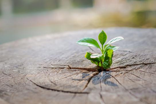 Photo d'une plante qui pousse sur un tronc d'arbre coupé