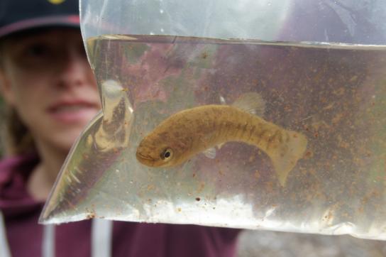 Rivulus des mangroves