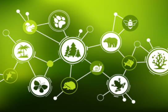 Illustration de la biodiversité