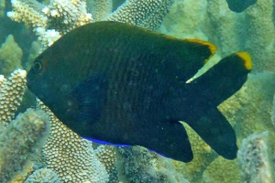 Photo d'un poisson (le gregoire d'Australie) - crédit photo Dr. Anne Hoggett