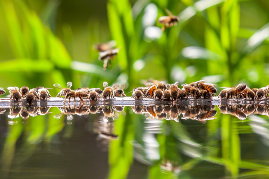 Abeilles projet ERGA