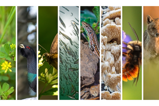 Projet ERGA espèces