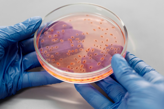 Boîte de Pétri en laboratoire