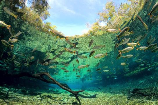 Poissons dans la rivière